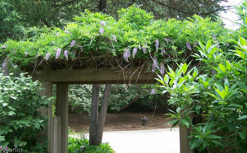 Wisteria on Arbor
