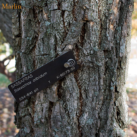 Sassafras Bark 