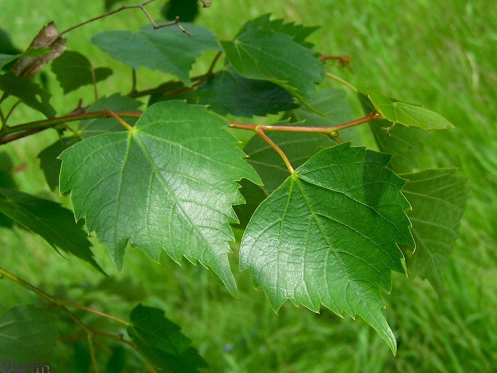 Mongolian Linden - Tilia mongolica Mongolian Linden foliage