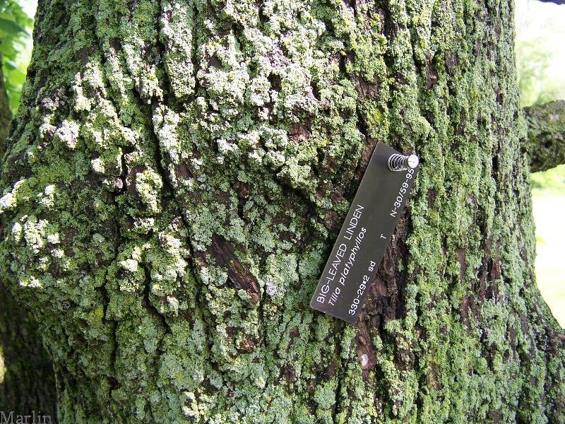 american elm tree leaf. american elm tree bark. to the