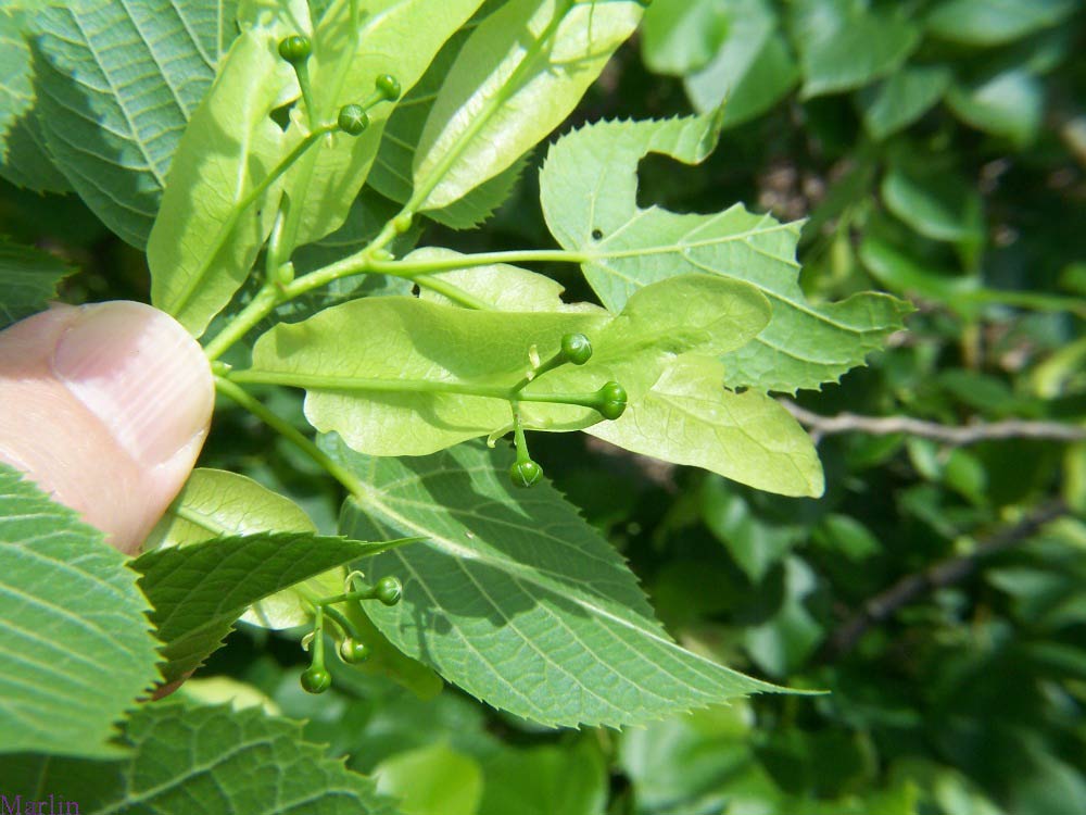 Big-leaf Linden Bracts and Fruit
