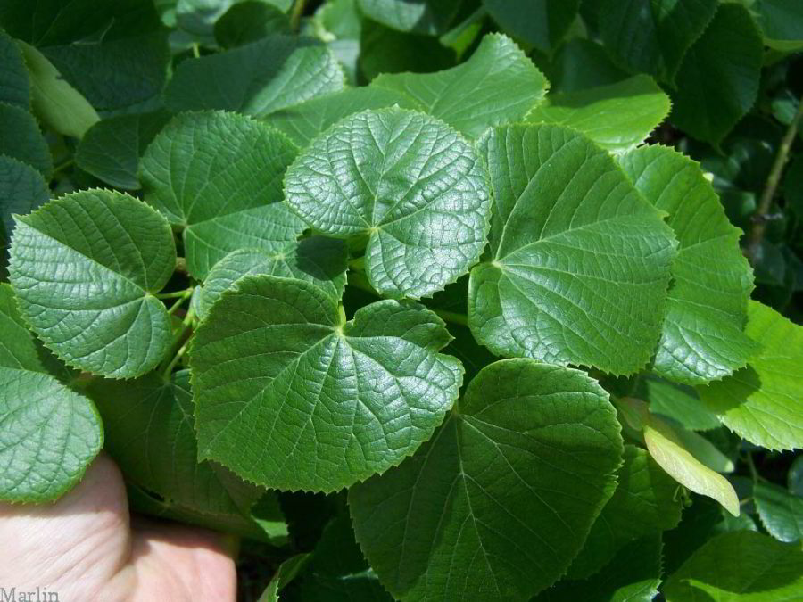 Big-leaf Linden Foliage
