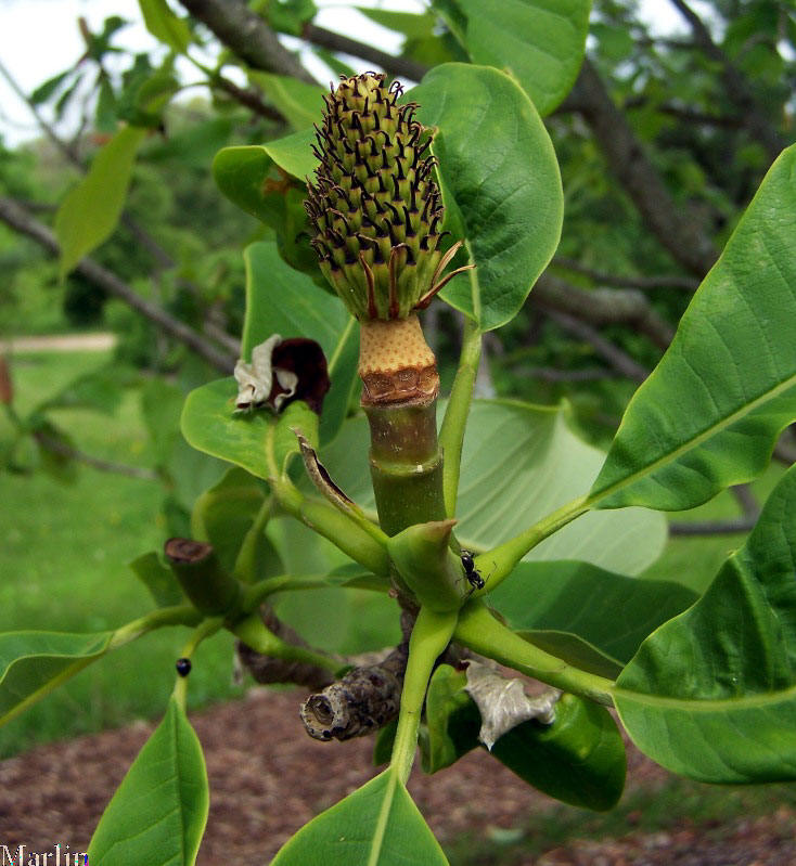 Magnolia Seedpod 