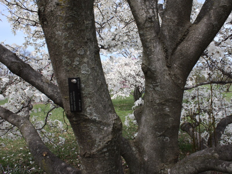 Anise Magnolia Bark
