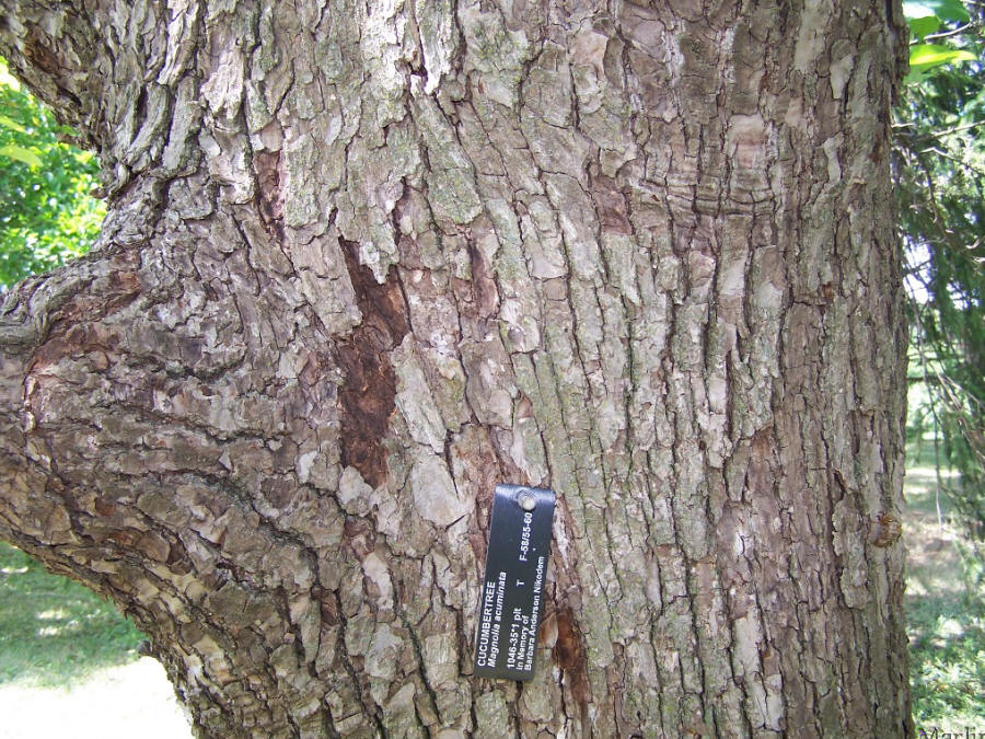 Cucumbertree Bark