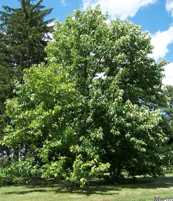 Magnolia acuminata