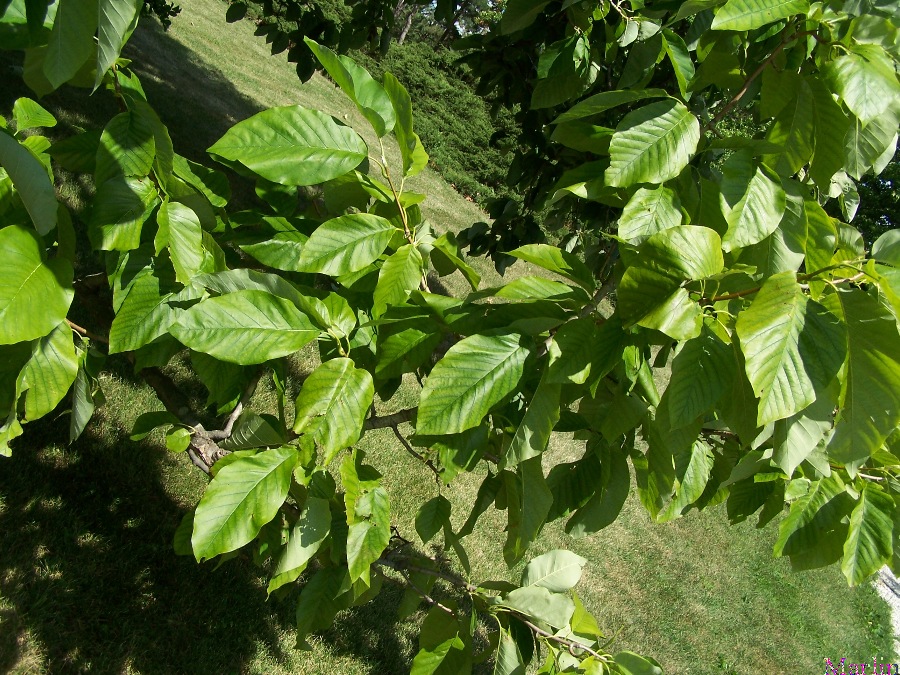 Cucumbertree Foliage