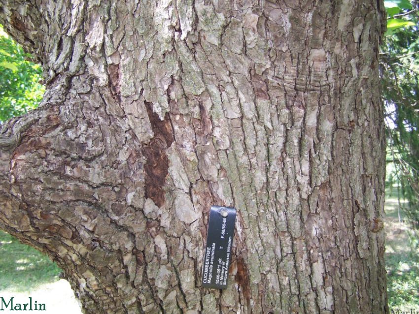 Cucumbertree Bark