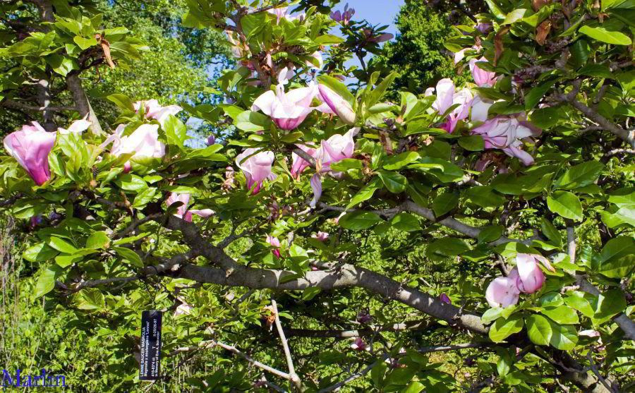Lenne Saucer Magnolia flowers & foliage