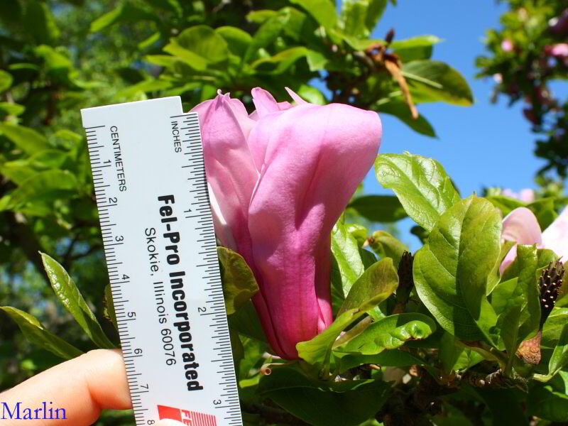 tulip magnolia tree pictures. tulip magnolia tree pictures.