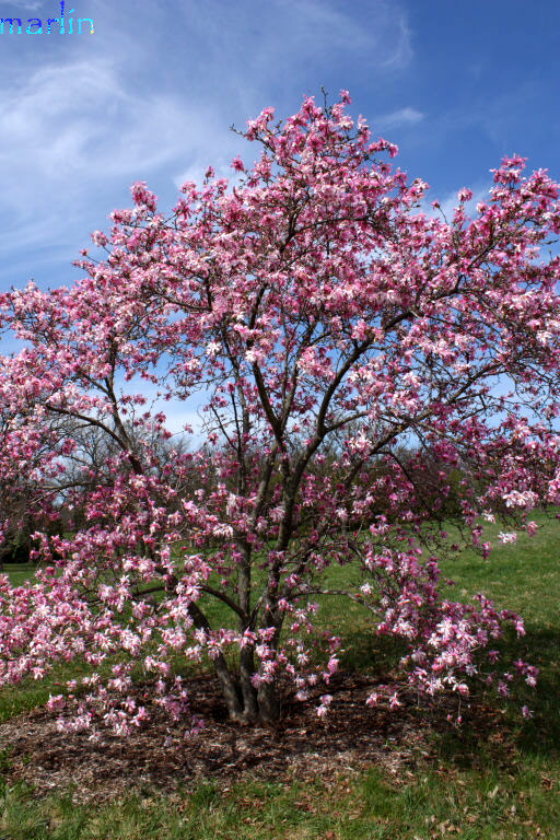 Leonard Messel Magnolia