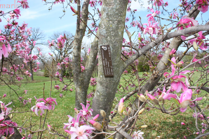 Leonard Messel Magnolia