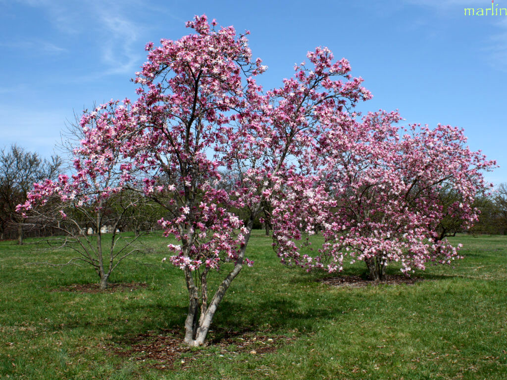 Leonard Messel Magnolia