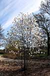 Merril Loebner's Magnolia - Magnolia x loebneri 'Merrill'