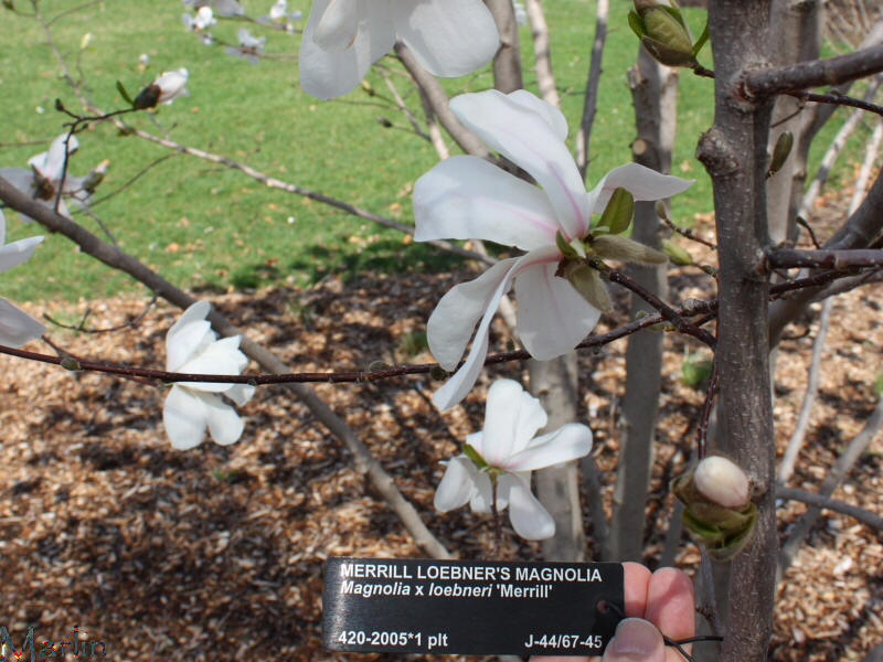 Merril Loebner's Magnolia
