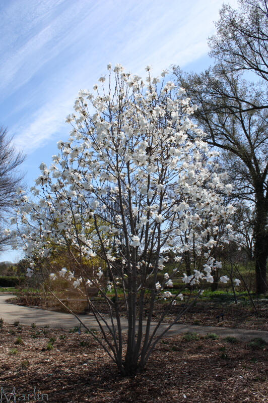 Merril Loebner's Magnolia