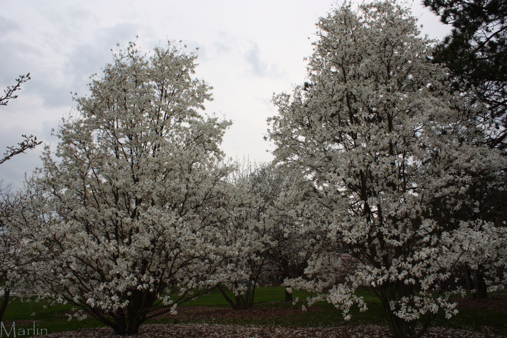 Proctor's Magnolia Trees