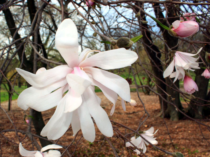 Rohrbach Star Magnolia Flowers