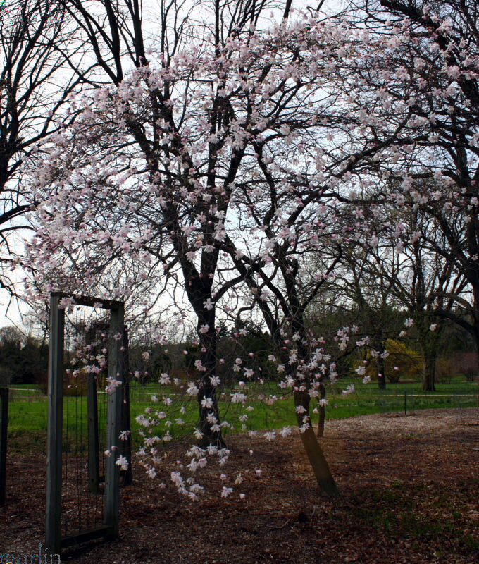 Rohrbach Star Magnolia