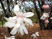 Rohrbach Star Magnolia - Magnolia stellata 'Rohrbach'