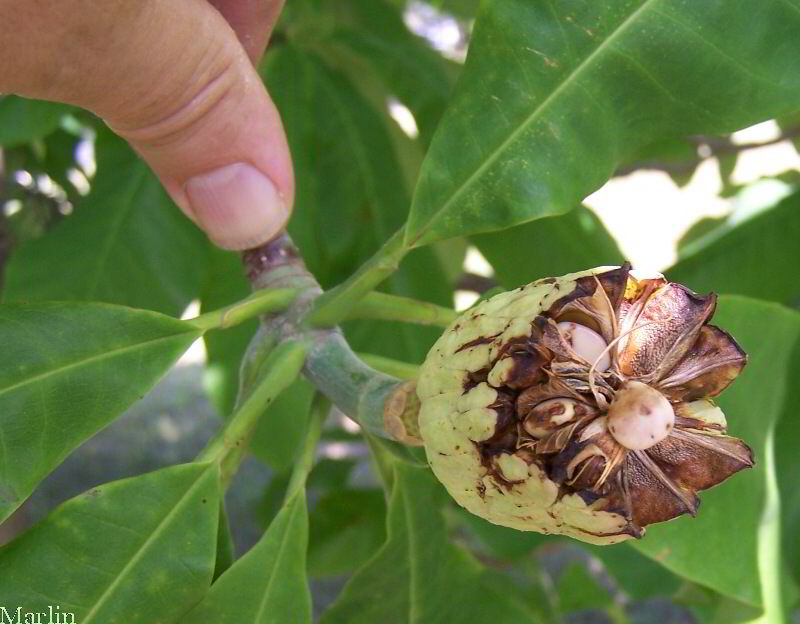 Magnolia Seeds inside seedpod