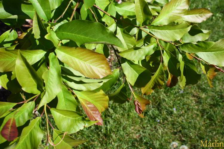 Wada's Memory Magnolia Foliage
