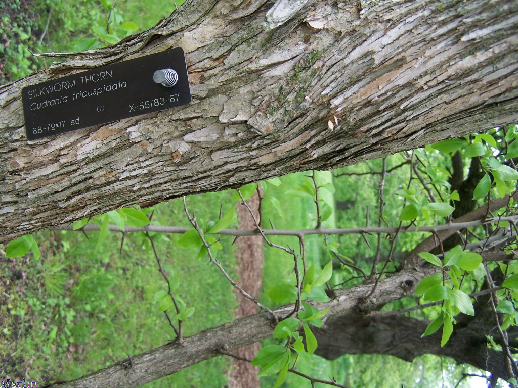 Silkworm Thorn Bark