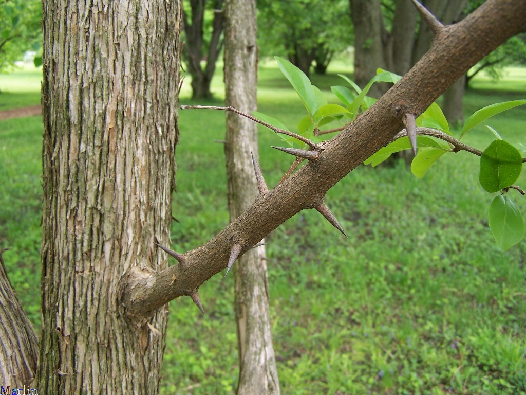 Silkworm Thorn Tree thorns