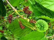 Japanese Mulberry - Morus australis