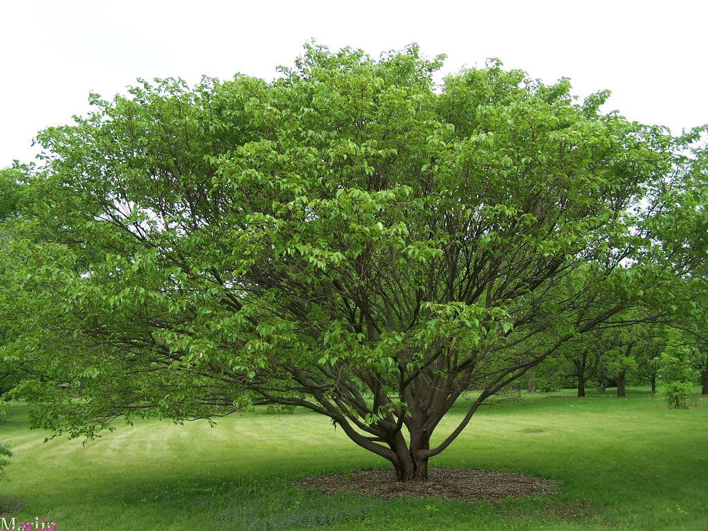 Japanese Mulberry Japanese Mulberry Tree