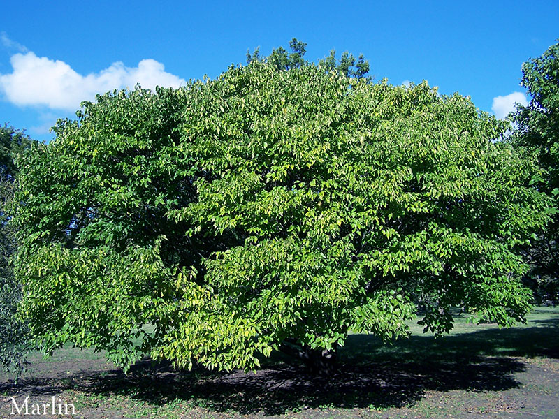 Japanese Mulberry - Morus australis