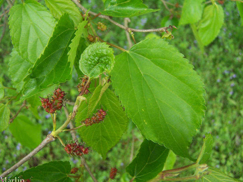 Japanese Mulberry fruit and foliage