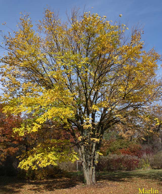 Japanese Mulberry in fall colors
