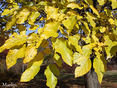 Japanese Mulberry yellow fall foliage