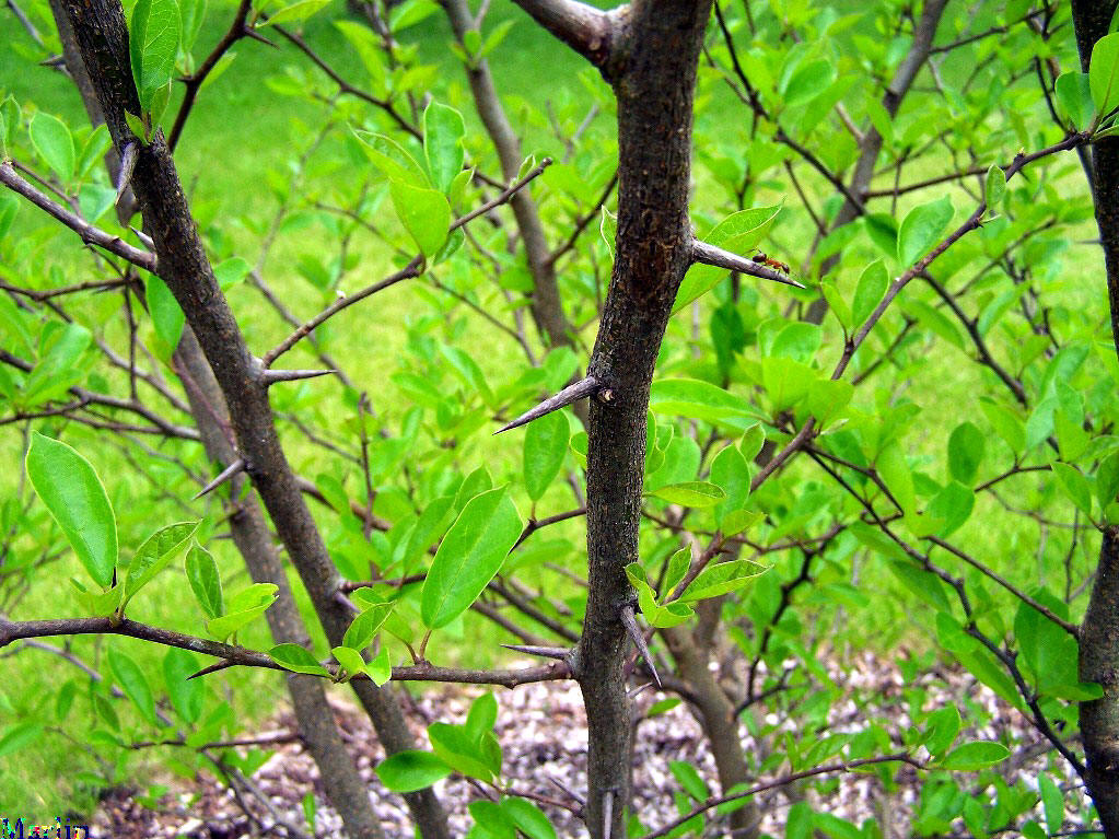Osage Silk Thorn 