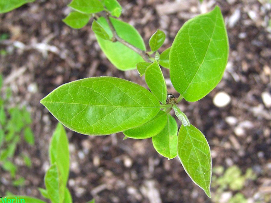 Osage Silk Thorn