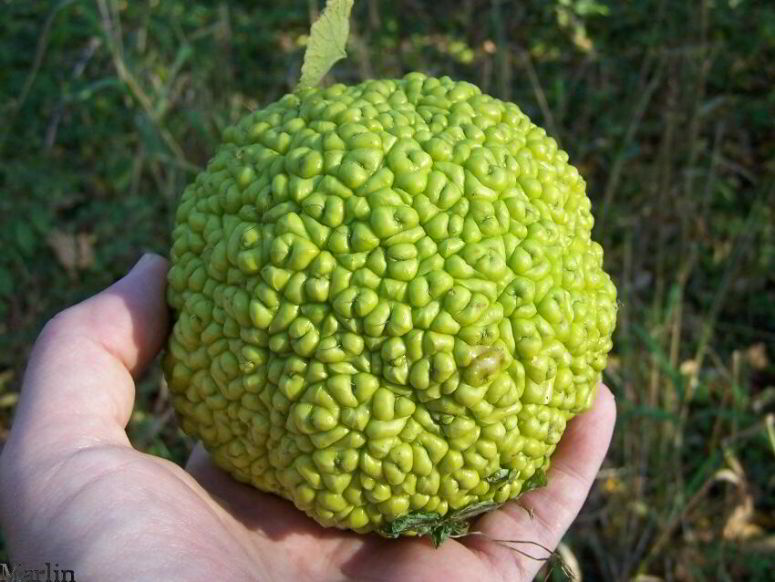 Osage Orange Fruit