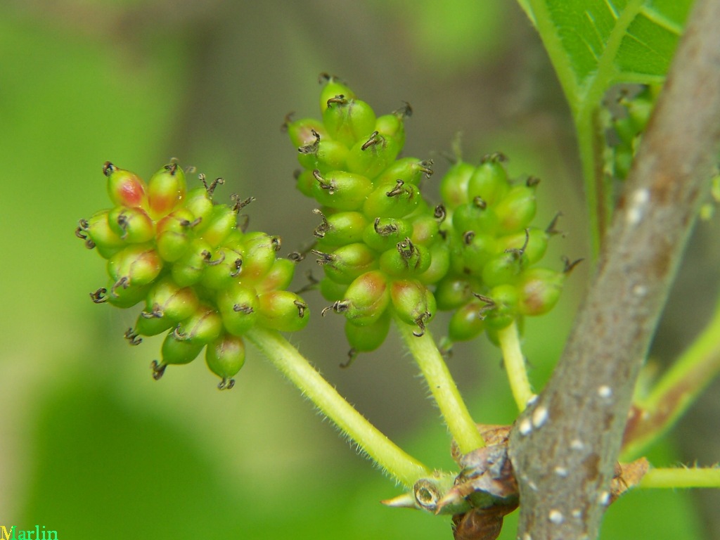 White Mulberry Fruit