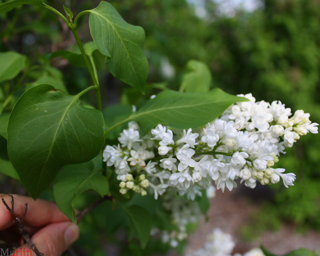 General Sheridan Common Lilac
