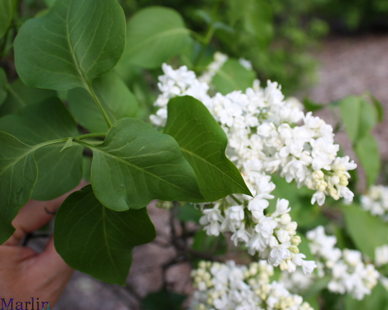 General Sheridan Common Lilac
