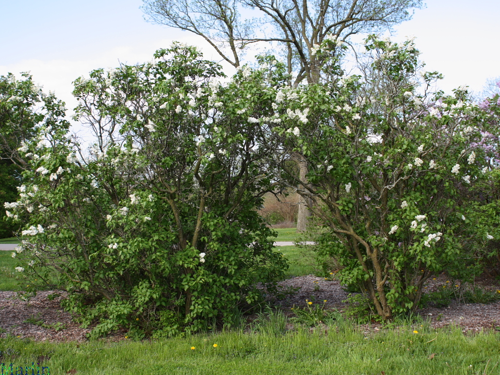 General Sheridan Common Lilac