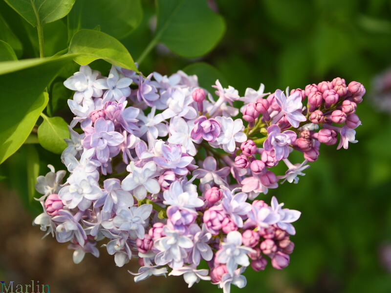 Michel Buchner Common Lilac