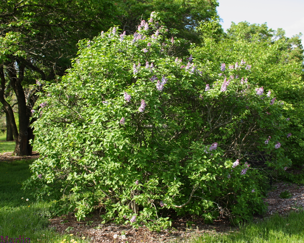 Michel Buchner Common Lilac
