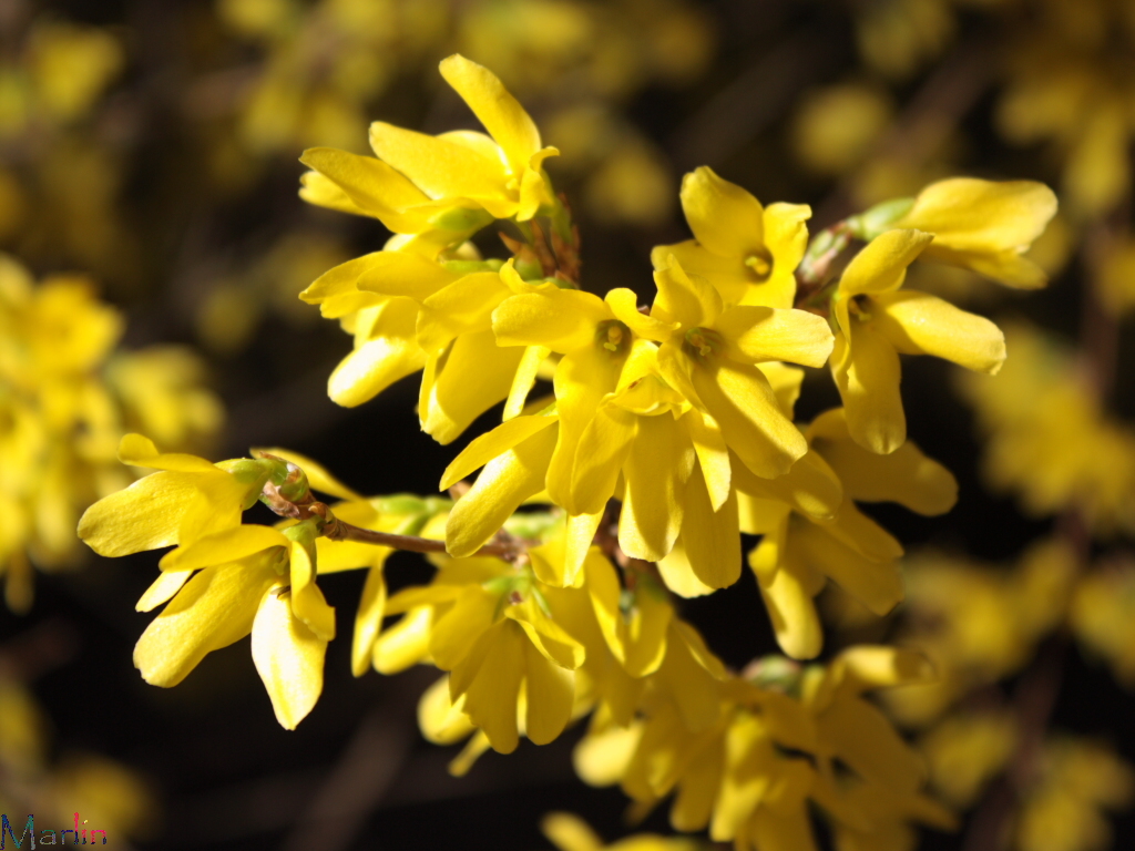 Forsythia Flowers