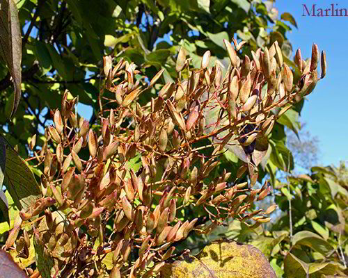 Tree lilac fruits grow upwards