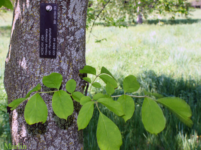 Korean Ash Bark and foliage