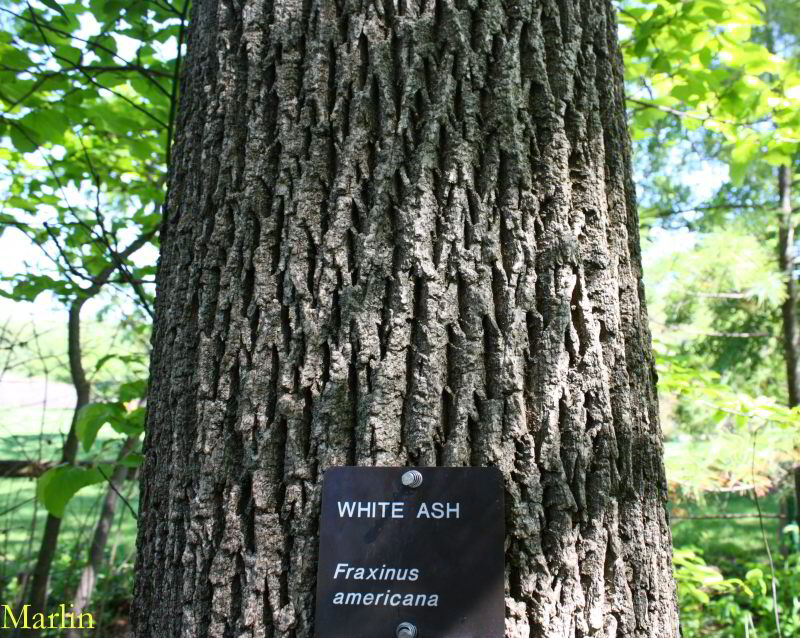 White Ash Bark