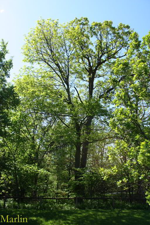 White Ash Tree
