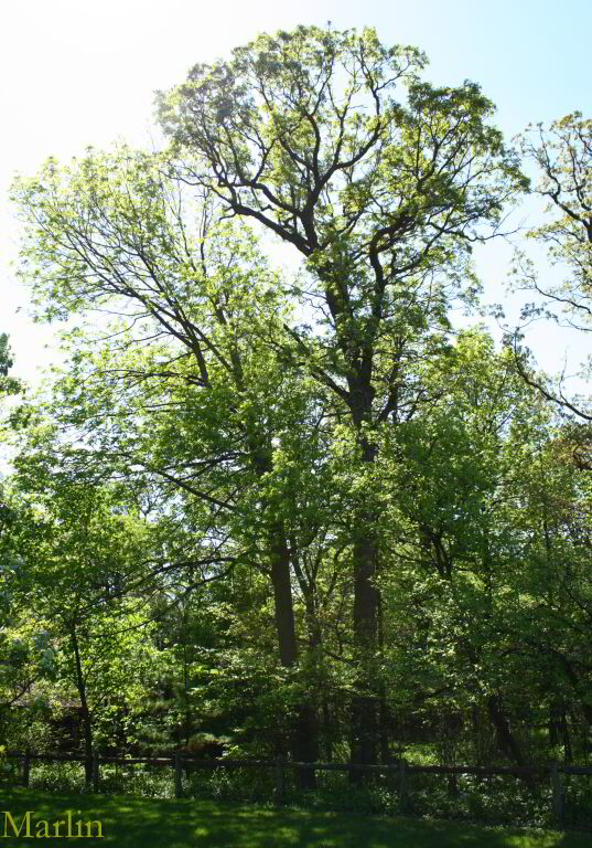 2 White Ash Trees