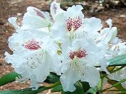 Peter Tigerstedt Rhododendron